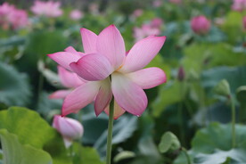 荷花盛开