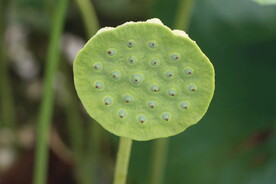 莲蓬莲子