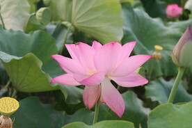 荷花盛开