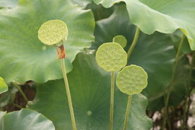 莲蓬莲子
