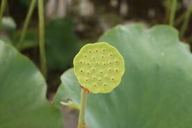 莲蓬莲子