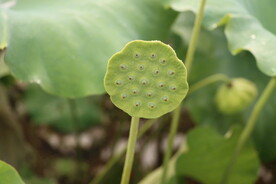 莲蓬莲子