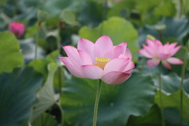 荷花盛开