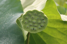 莲蓬莲子