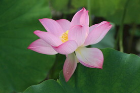 荷花盛开