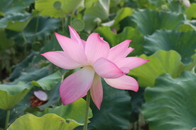 荷花盛开
