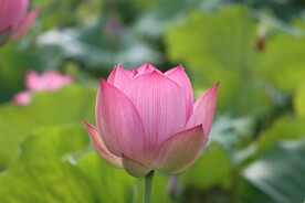 荷花花苞花蕾