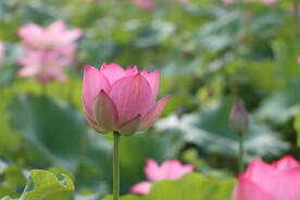 荷花花苞