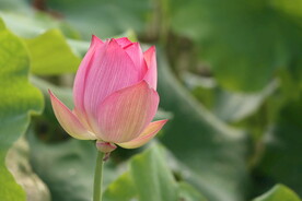 荷花花苞花蕾