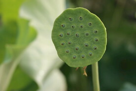 莲蓬莲子