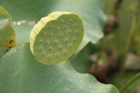 莲蓬莲子