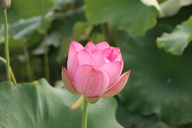 荷花花苞花蕾