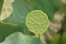 莲蓬莲子