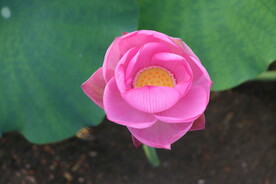 荷花花苞花蕾