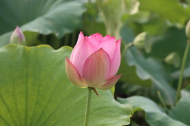 荷花花苞花蕾