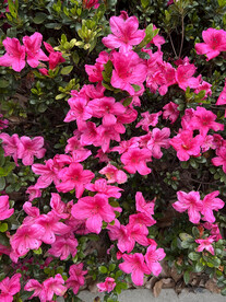 杜鹃花