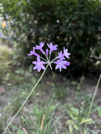紫色的小花