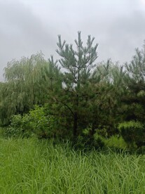 午后天空树木