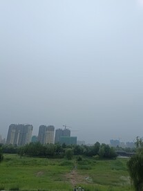 半空树木公园