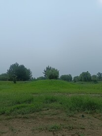 公园远处树