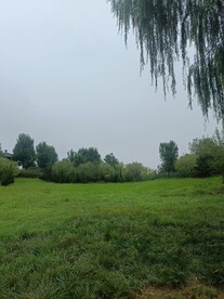 柳树天空绿地