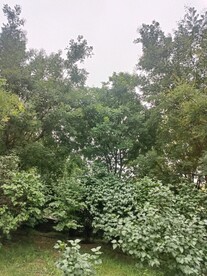 水和树木