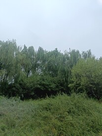 天空树绿地