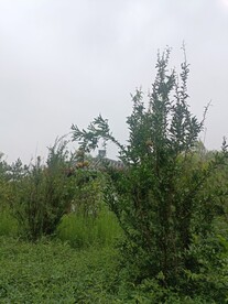 公园树枝天空