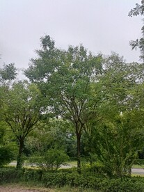 植物天空