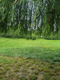 树叶绿地