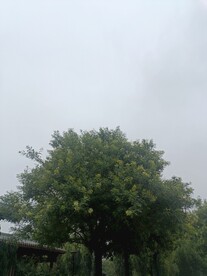 雨后树木
