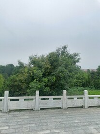 公园树围栏