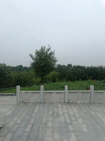 公园边树木