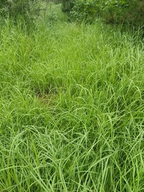 绿地植物