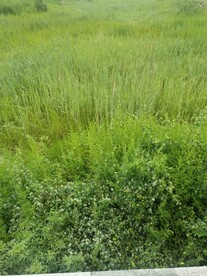 绿色草地