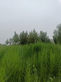 公园绿化