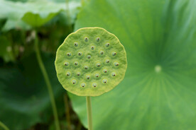 莲蓬