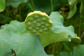  莲蓬莲子