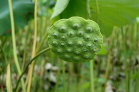  莲蓬莲子