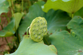  莲蓬莲子