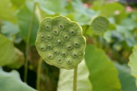  莲蓬莲子