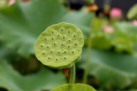  莲蓬莲子