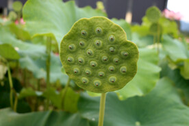 莲蓬莲子