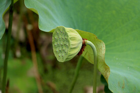 莲蓬莲子