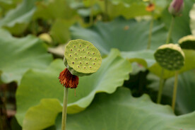 莲蓬莲子