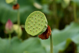 莲蓬莲子