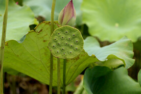 莲蓬莲子
