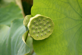 莲蓬莲子