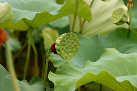 莲蓬莲子