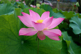 荷花盛开